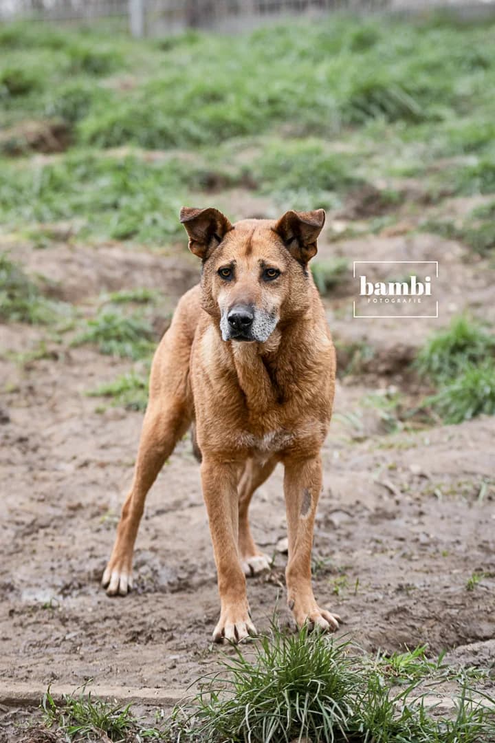 Jim, male Mixed Breed for adoption at BMT Tierheim Pfullingen, Pfullingen — photo 5 of 10
