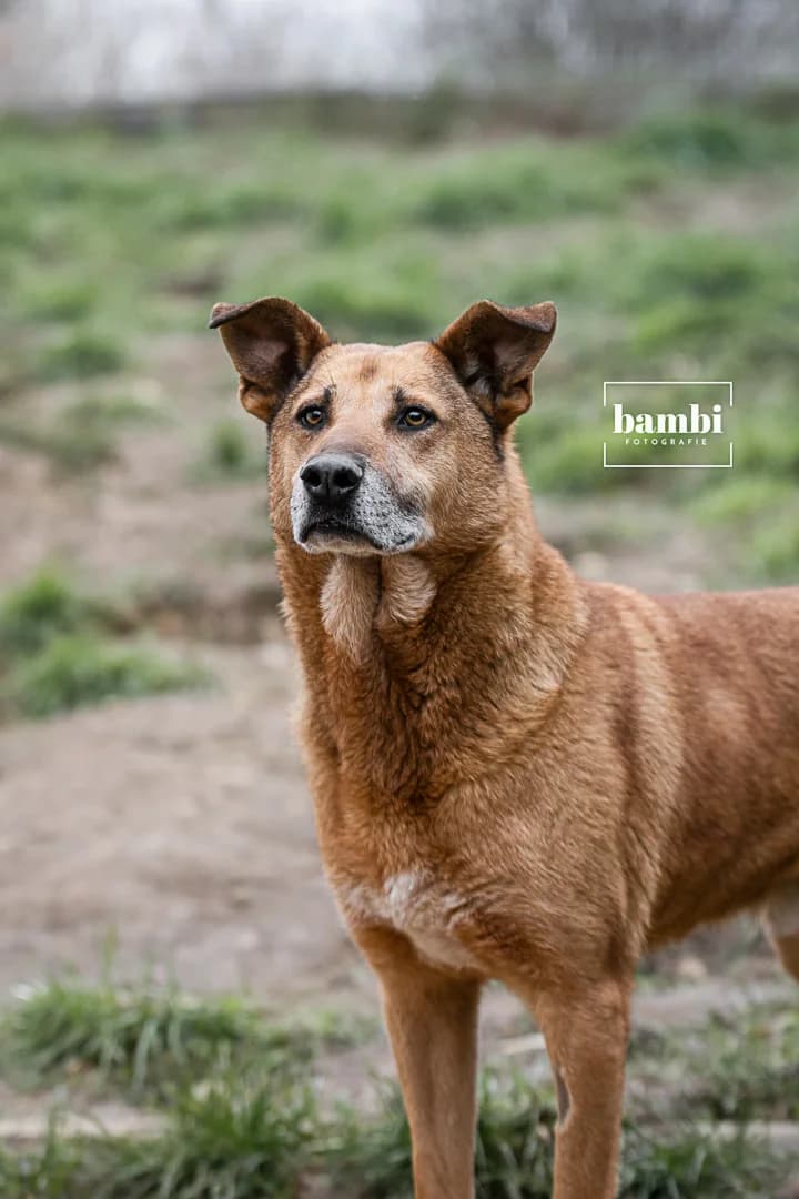 Jim, male Mixed Breed for adoption at BMT Tierheim Pfullingen, Pfullingen — photo 6 of 10