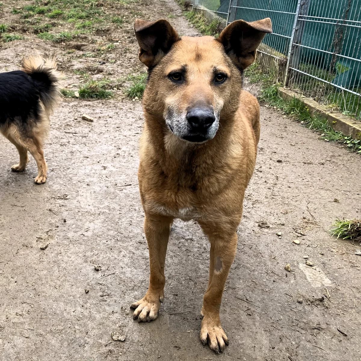 Jim, male Mixed Breed for adoption at BMT Tierheim Pfullingen, Pfullingen — photo 7 of 10
