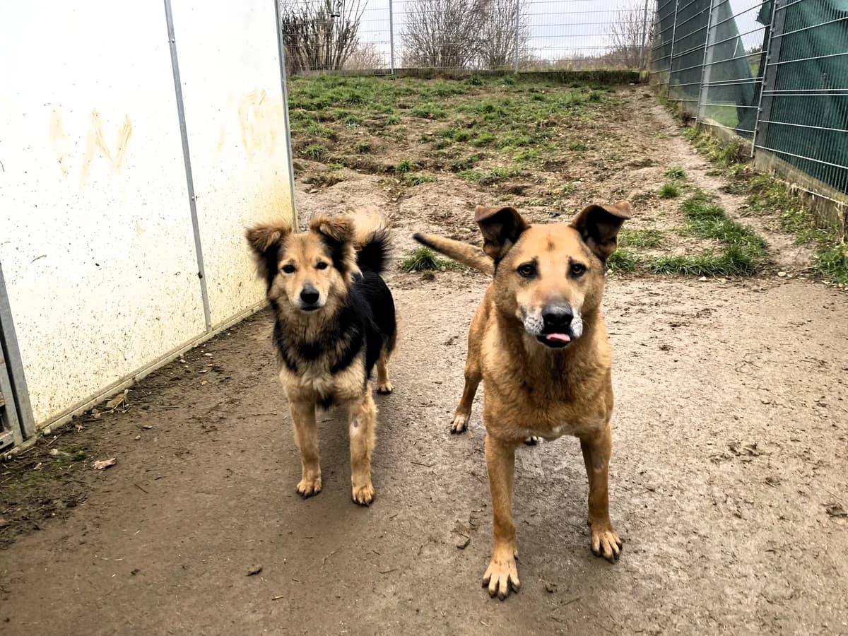 Jim, male Mixed Breed for adoption at BMT Tierheim Pfullingen, Pfullingen — photo 8 of 10