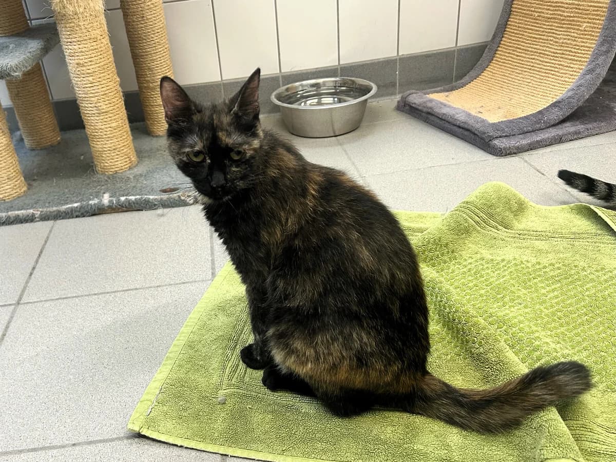 Kandy, female 3yo European Shorthair for adoption at BMT Tierheim Pfullingen, Pfullingen