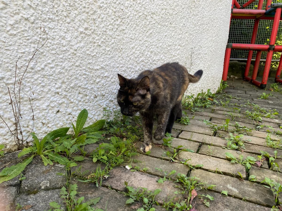 Kandy, female European Shorthair for adoption at BMT Tierheim Pfullingen, Pfullingen — photo 2 of 7
