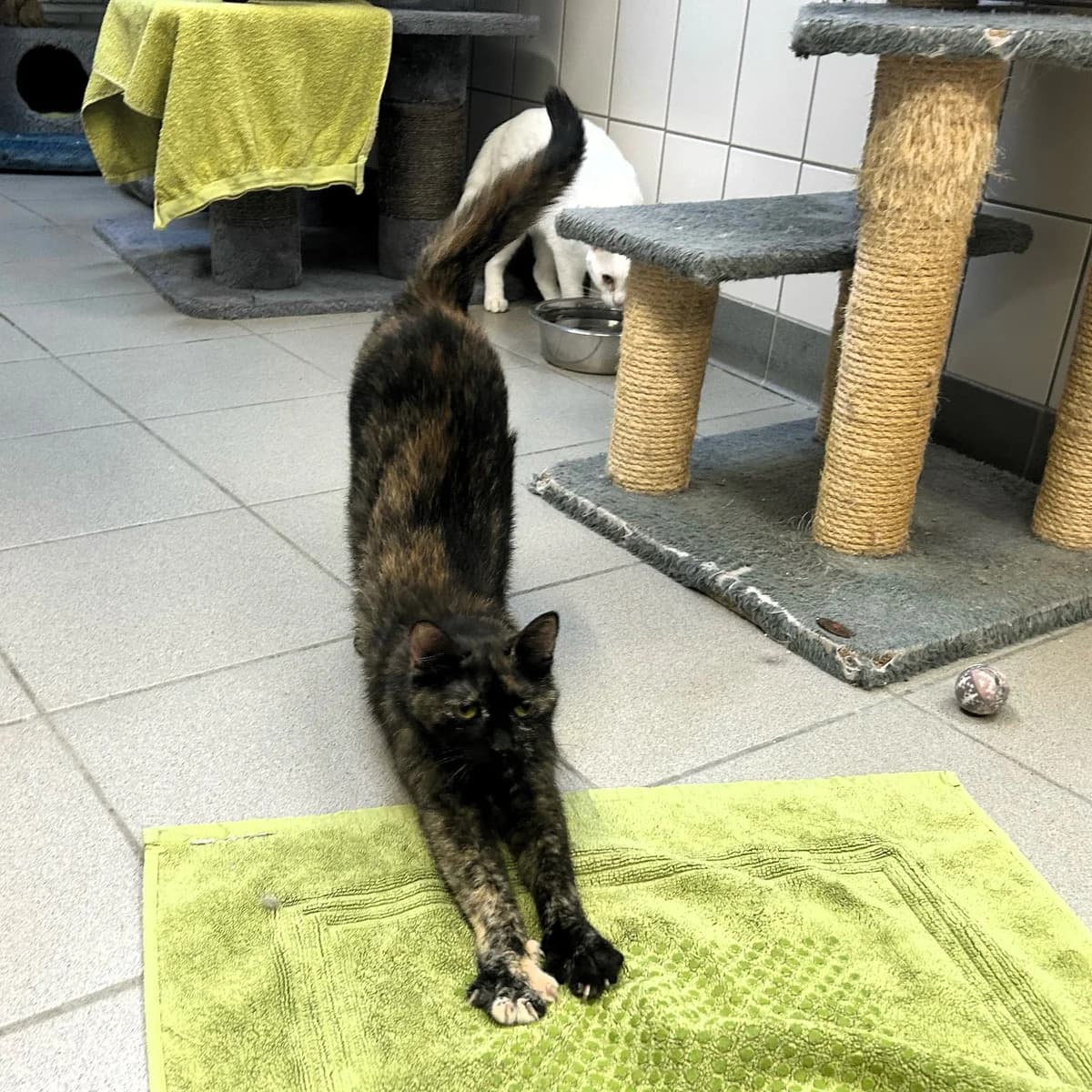 Kandy, female European Shorthair for adoption at BMT Tierheim Pfullingen, Pfullingen — photo 3 of 7