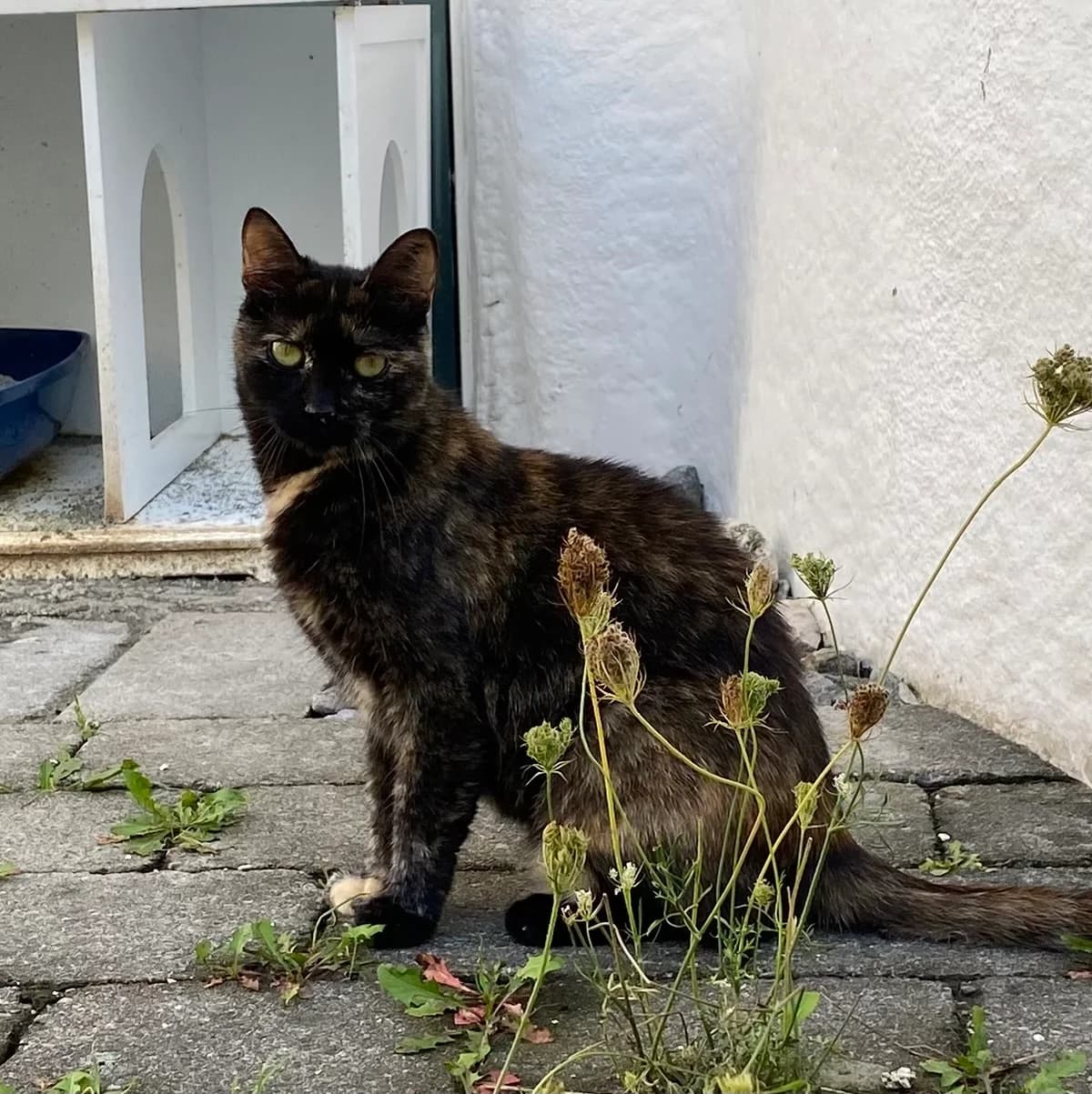 Kandy, female European Shorthair for adoption at BMT Tierheim Pfullingen, Pfullingen — photo 4 of 7