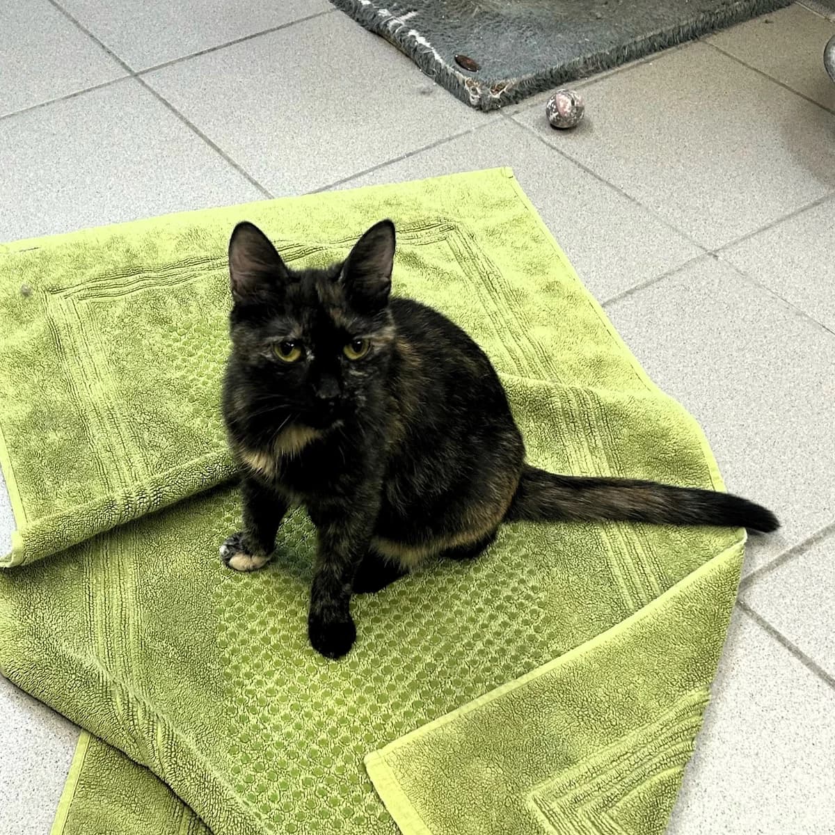 Kandy, female European Shorthair for adoption at BMT Tierheim Pfullingen, Pfullingen — photo 5 of 7