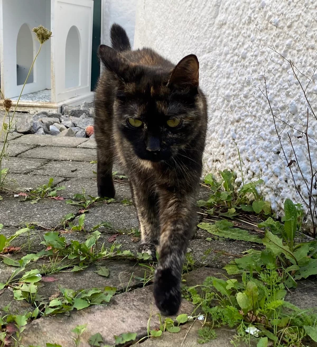 Kandy, female European Shorthair for adoption at BMT Tierheim Pfullingen, Pfullingen — photo 6 of 7