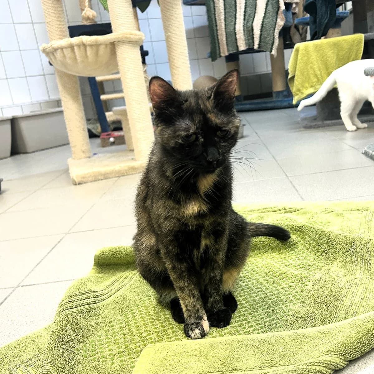 Kandy, female European Shorthair for adoption at BMT Tierheim Pfullingen, Pfullingen — photo 7 of 7