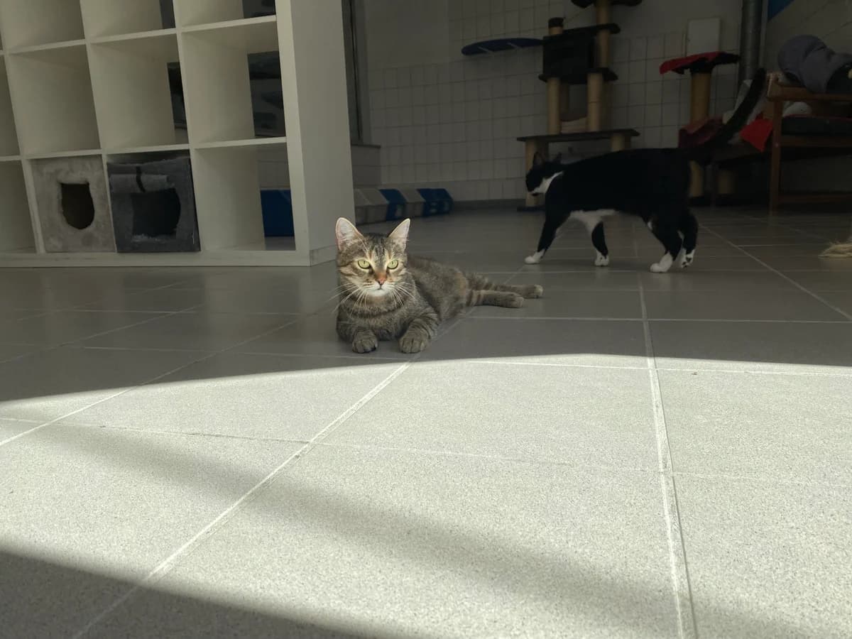 Kamy, female European Shorthair for adoption at BMT Tierheim Pfullingen, Pfullingen