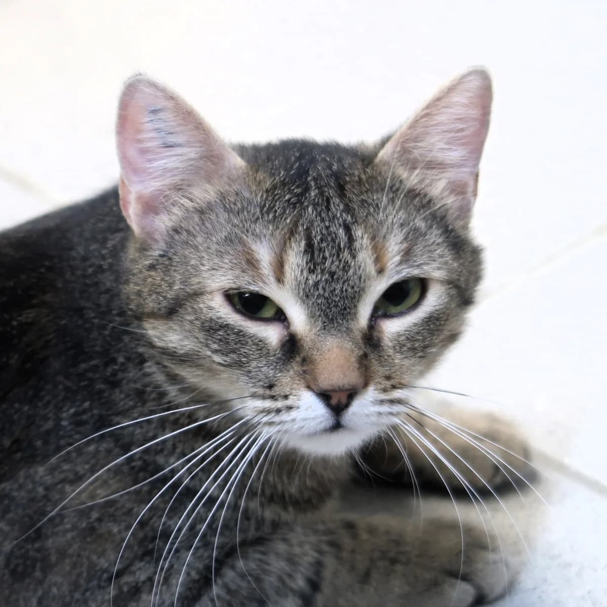 Kamy, female European Shorthair for adoption at BMT Tierheim Pfullingen, Pfullingen — photo 2 of 4