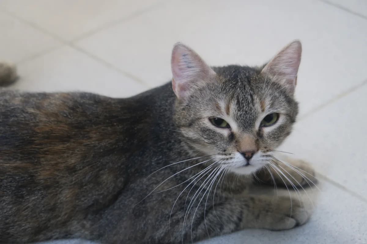 Kamy, female European Shorthair for adoption at BMT Tierheim Pfullingen, Pfullingen — photo 3 of 4