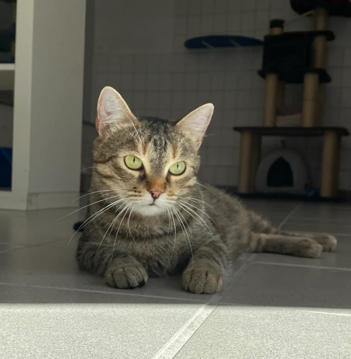 Kamy, female European Shorthair for adoption at BMT Tierheim Pfullingen, Pfullingen — photo 4 of 4