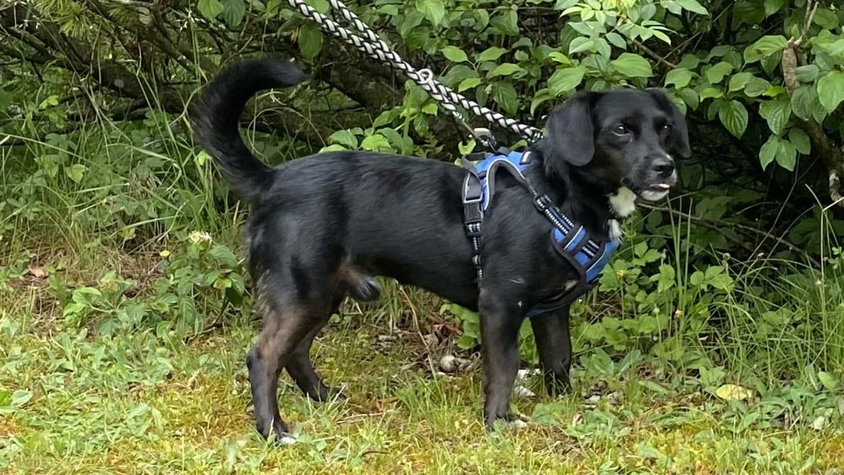Peppo, male puppy Mixed Breed for adoption at BMT Tierheim Pfullingen, Pfullingen
