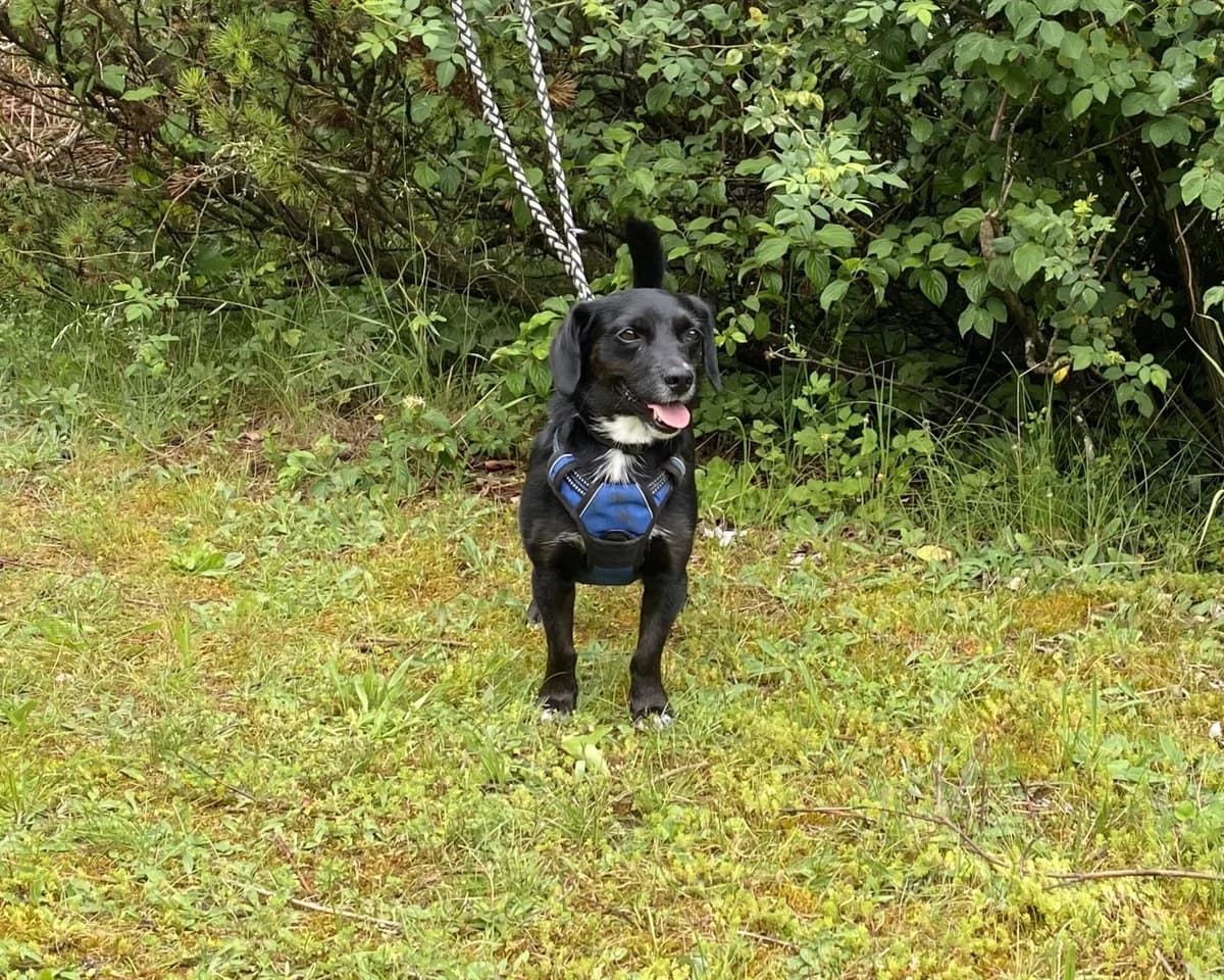 Peppo, male Mixed Breed for adoption at BMT Tierheim Pfullingen, Pfullingen — photo 2 of 3