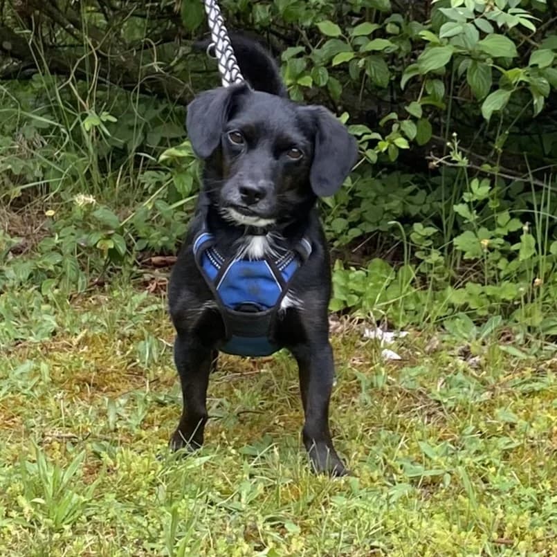 Peppo, male Mixed Breed for adoption at BMT Tierheim Pfullingen, Pfullingen — photo 3 of 3