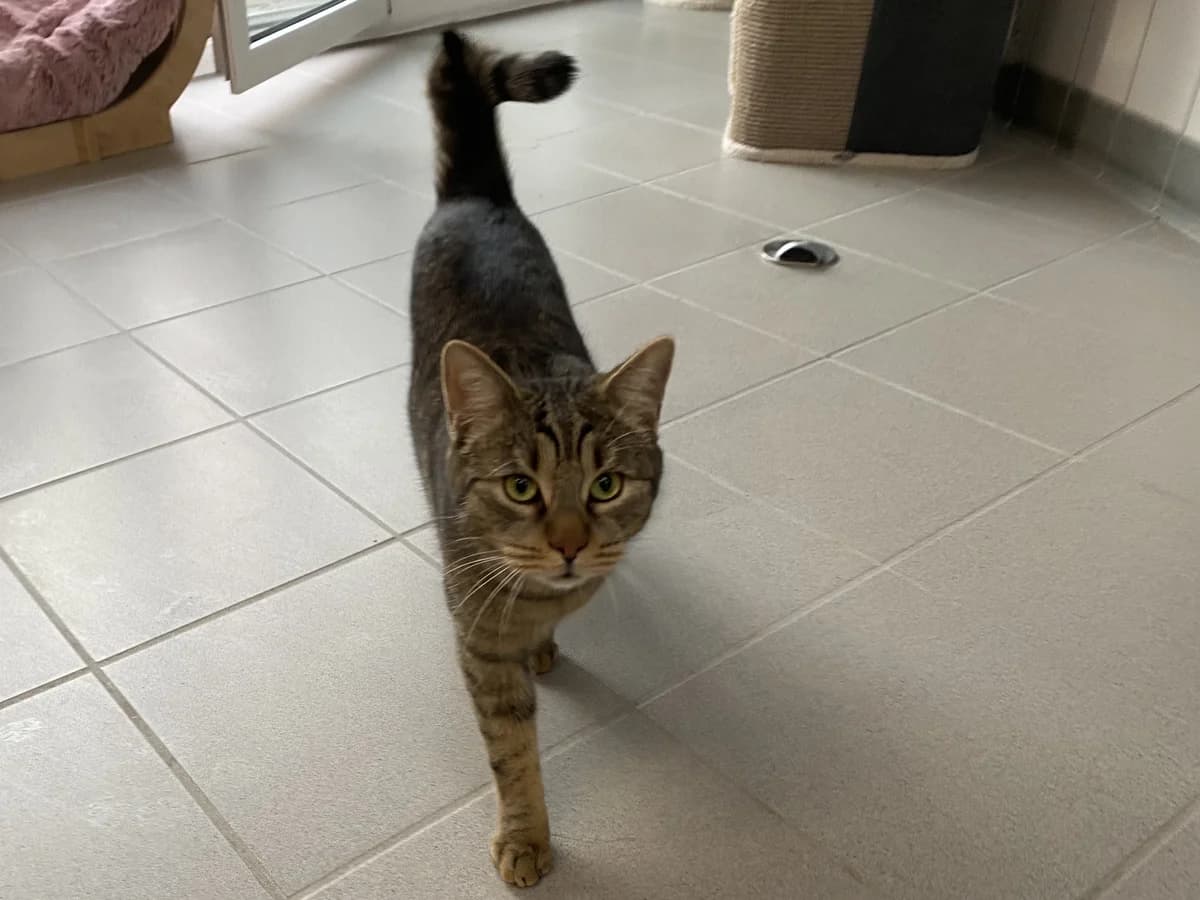 Paul (Vermittlung mit Cara), male European Shorthair for adoption at BMT Tierheim Pfullingen, Pfullingen