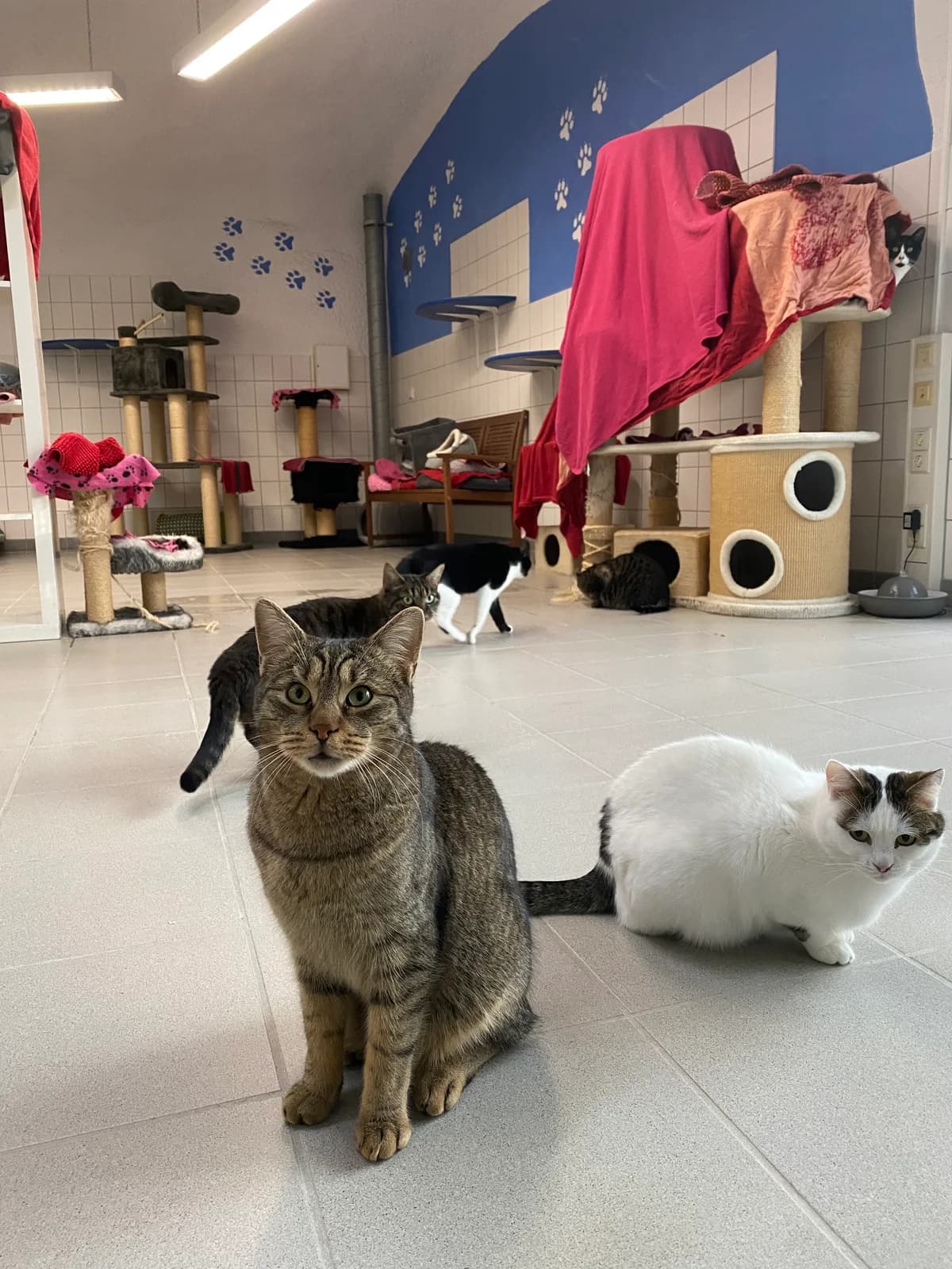 Paul (Vermittlung mit Cara), male European Shorthair for adoption at BMT Tierheim Pfullingen, Pfullingen — photo 2 of 4