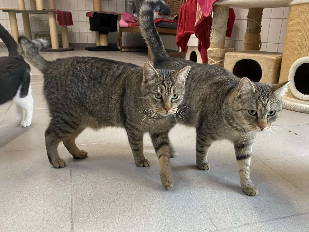 Paul (Vermittlung mit Cara), male European Shorthair for adoption at BMT Tierheim Pfullingen, Pfullingen — photo 3 of 4