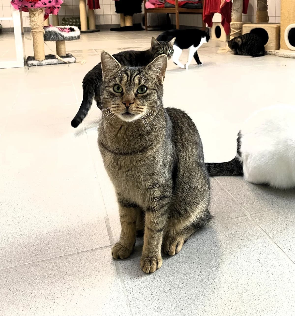 Paul (Vermittlung mit Cara), male European Shorthair for adoption at BMT Tierheim Pfullingen, Pfullingen — photo 4 of 4