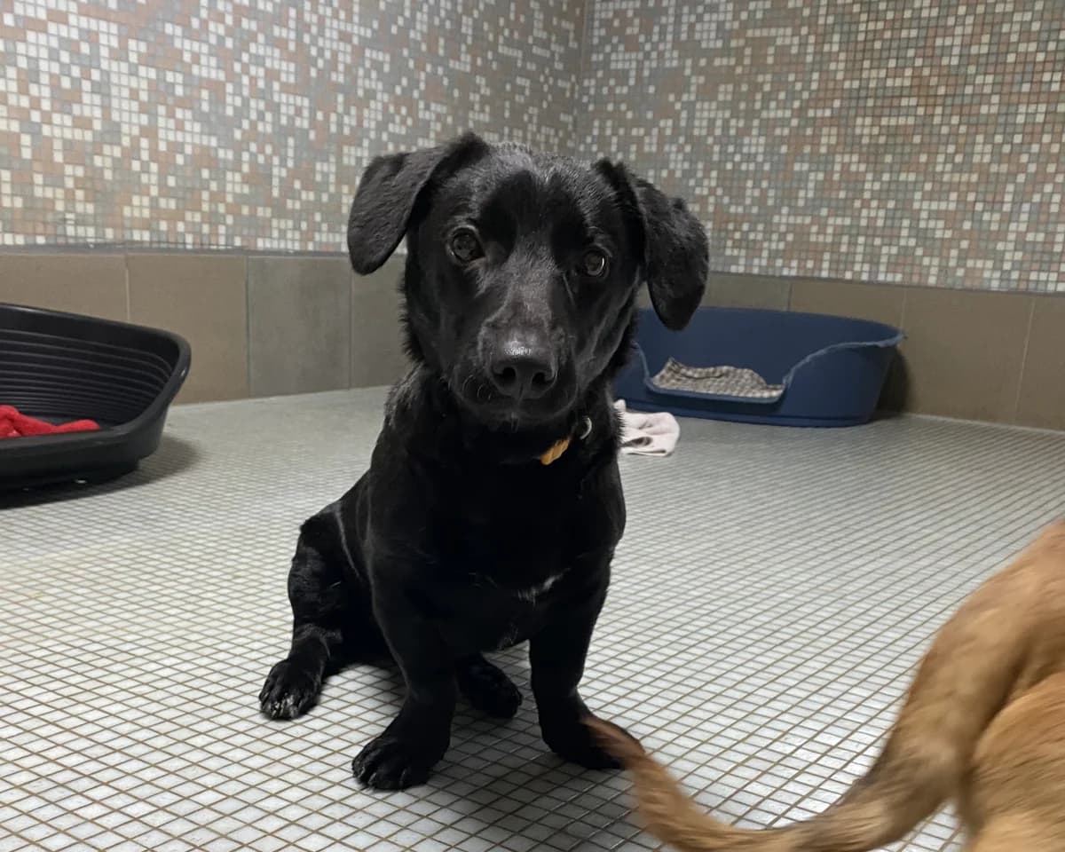 Pepi, male Mixed Breed for adoption at BMT Tierheim Pfullingen, Pfullingen