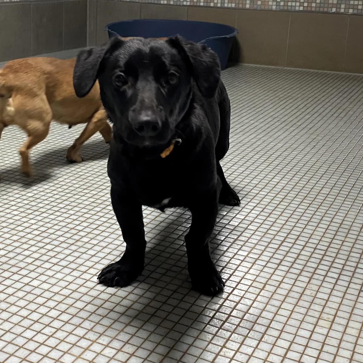 Pepi, male Mixed Breed for adoption at BMT Tierheim Pfullingen, Pfullingen — photo 2 of 3