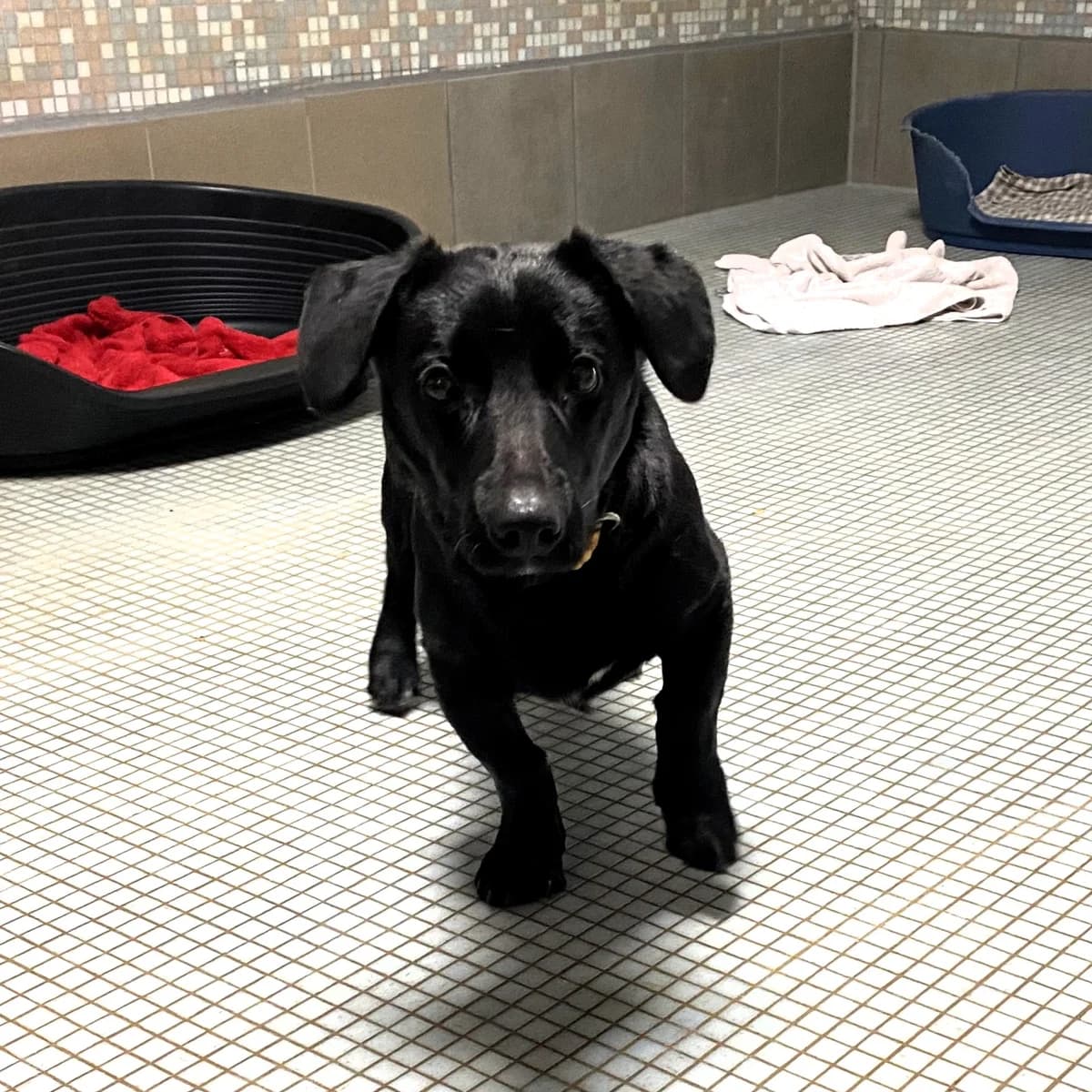 Pepi, male Mixed Breed for adoption at BMT Tierheim Pfullingen, Pfullingen — photo 3 of 3