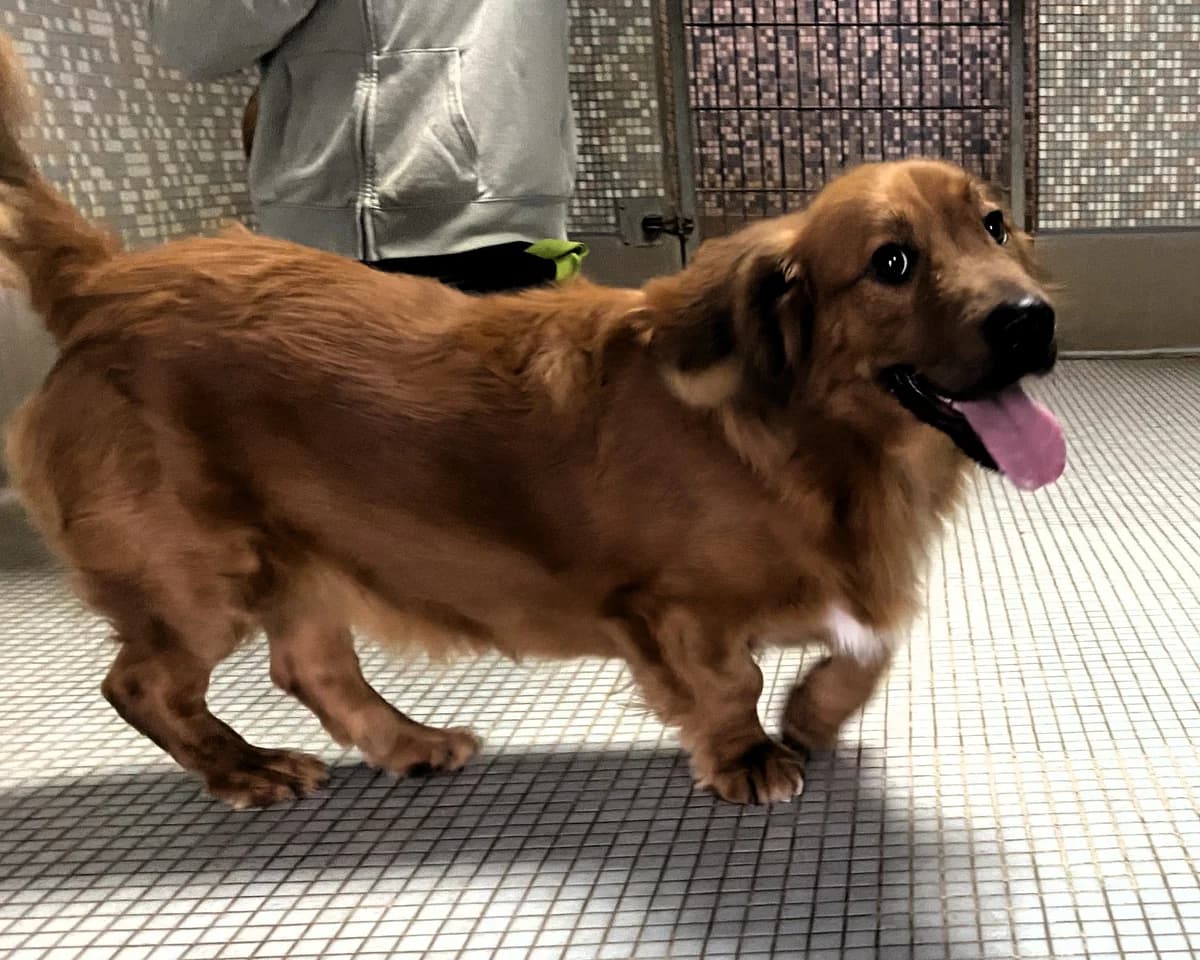 Keny, male young Mixed Breed for adoption at BMT Tierheim Pfullingen, Pfullingen