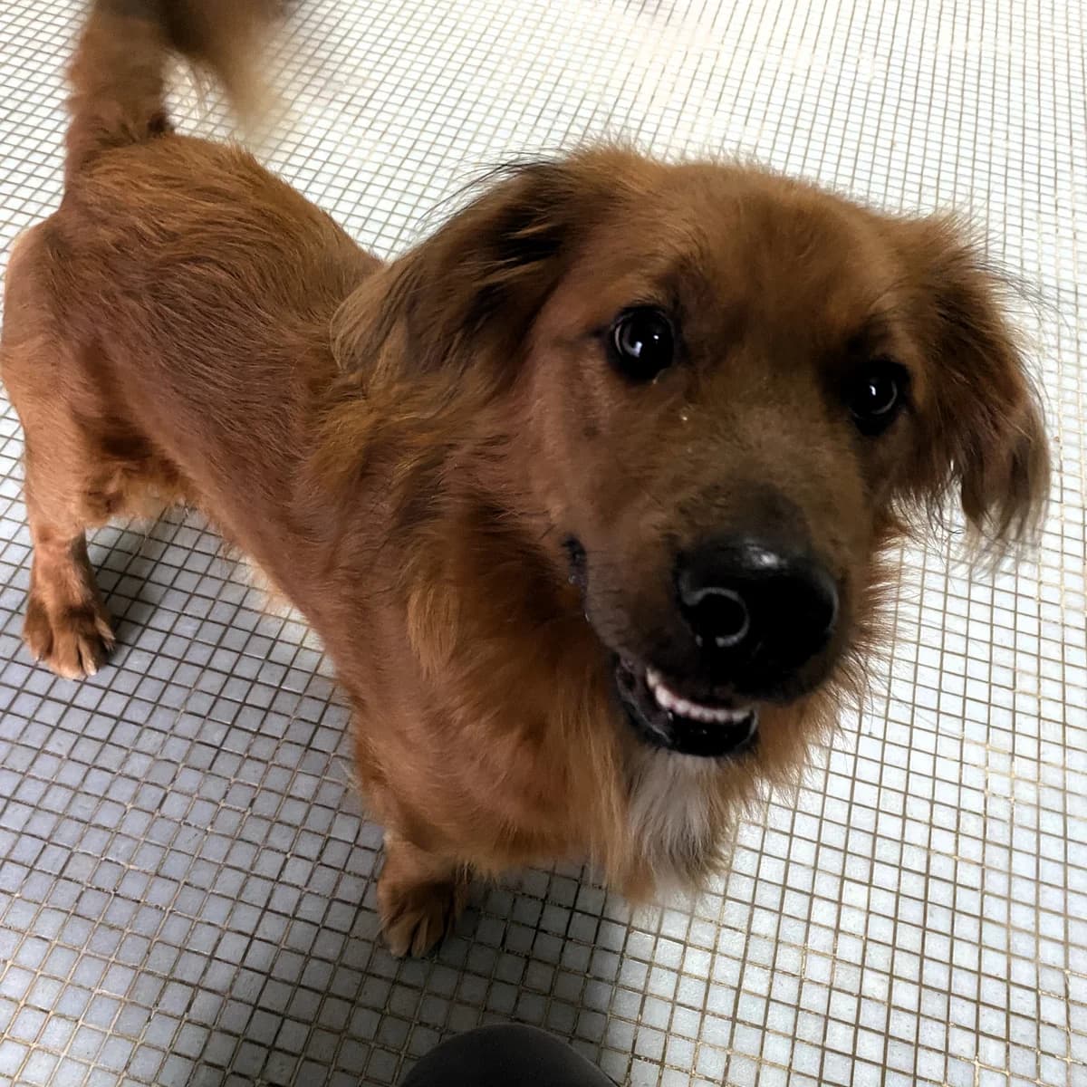 Keny, male Mixed Breed for adoption at BMT Tierheim Pfullingen, Pfullingen — photo 2 of 2