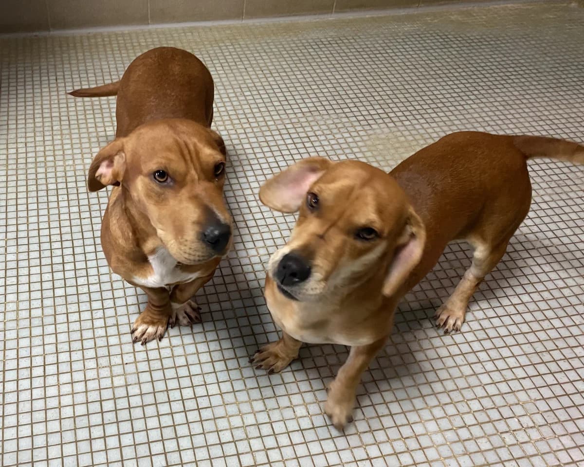 Kathy, female Mixed Breed for adoption at BMT Tierheim Pfullingen, Pfullingen