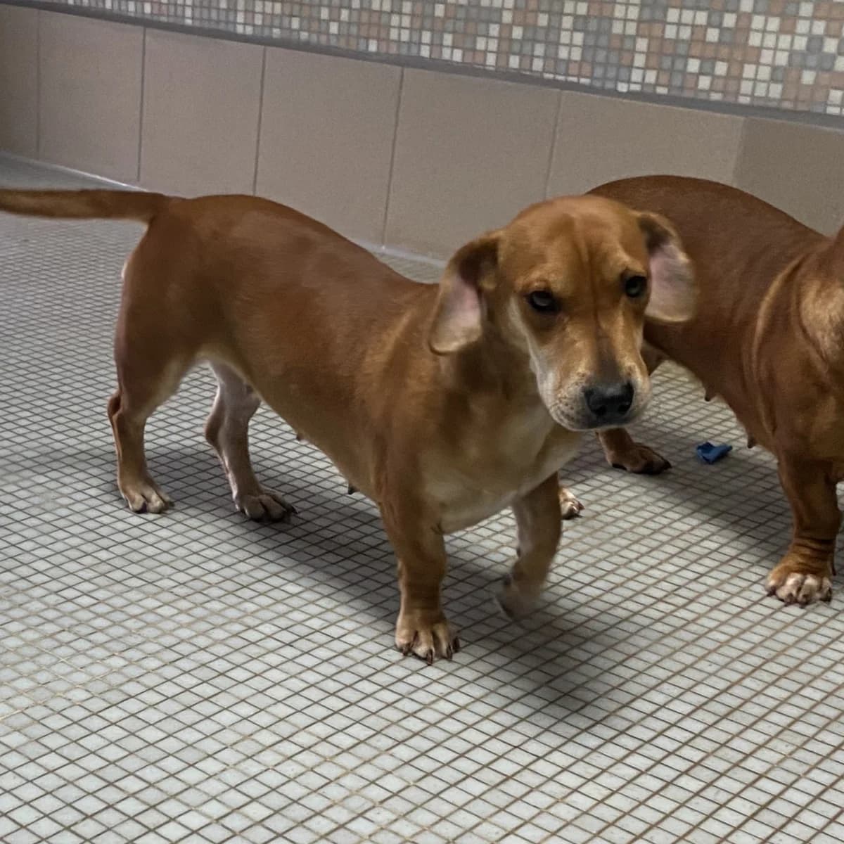 Kathy, female Mixed Breed for adoption at BMT Tierheim Pfullingen, Pfullingen — photo 2 of 2