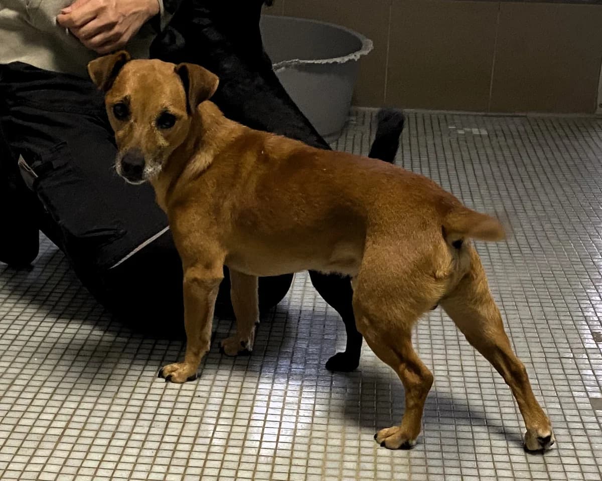 Bobo, male Mixed Breed for adoption at BMT Tierheim Pfullingen, Pfullingen