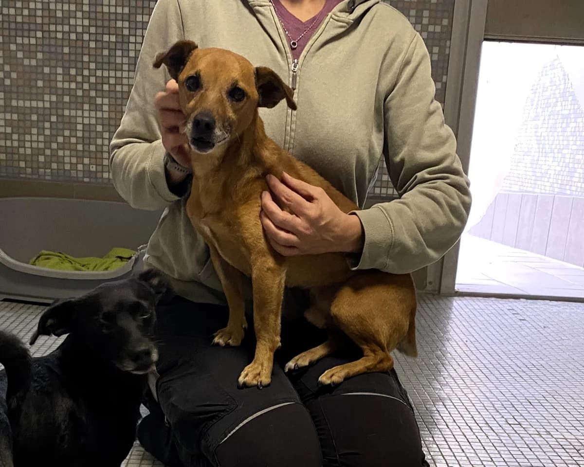 Bobo, male Mixed Breed for adoption at BMT Tierheim Pfullingen, Pfullingen — photo 2 of 3