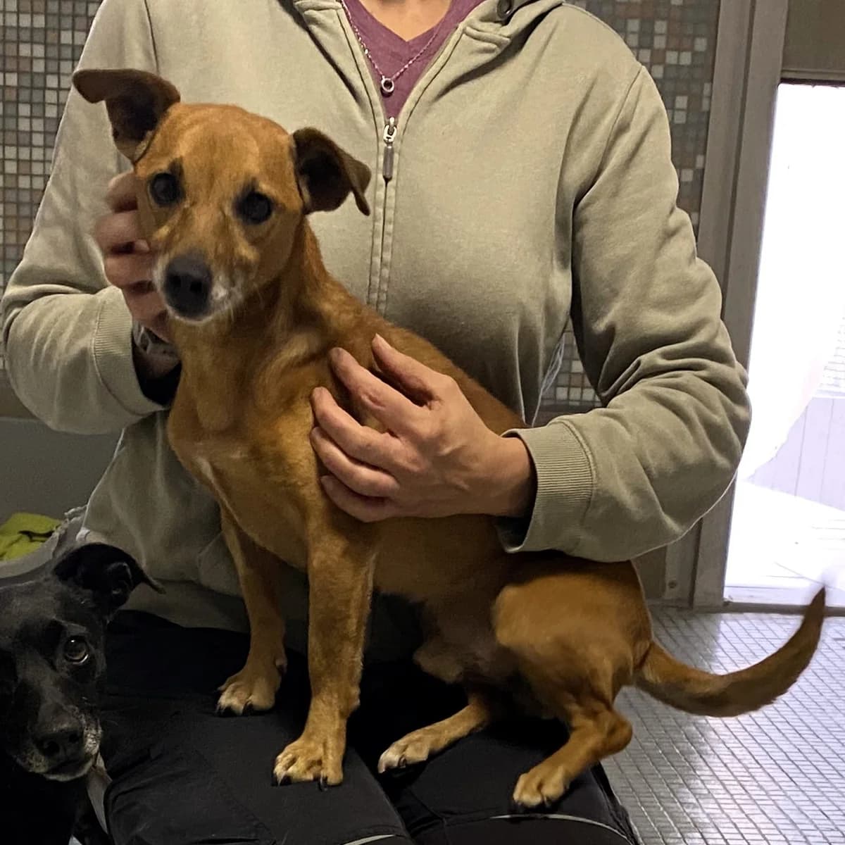 Bobo, male Mixed Breed for adoption at BMT Tierheim Pfullingen, Pfullingen — photo 3 of 3