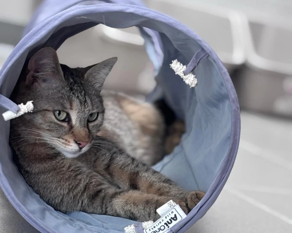 Cara (Vermittlung mit Paul), female European Shorthair for adoption at BMT Tierheim Pfullingen, Pfullingen