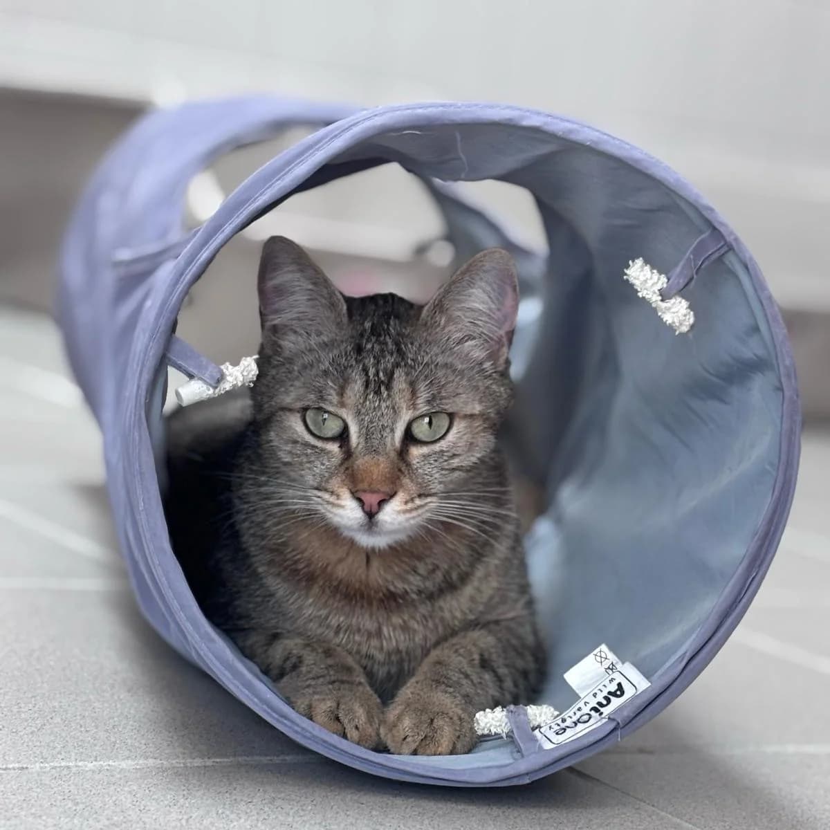 Cara (Vermittlung mit Paul), female European Shorthair for adoption at BMT Tierheim Pfullingen, Pfullingen — photo 2 of 2