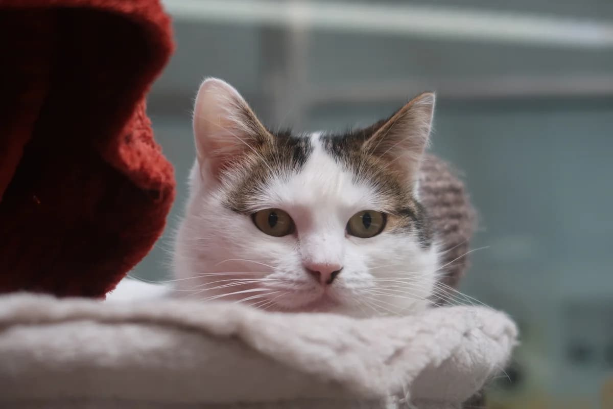 Paris, female 4yo European Shorthair for adoption at BMT Tierheim Pfullingen, Pfullingen