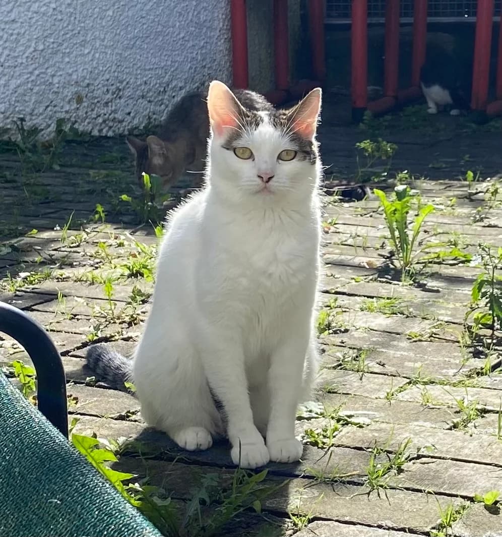 Paris, female European Shorthair for adoption at BMT Tierheim Pfullingen, Pfullingen — photo 3 of 3