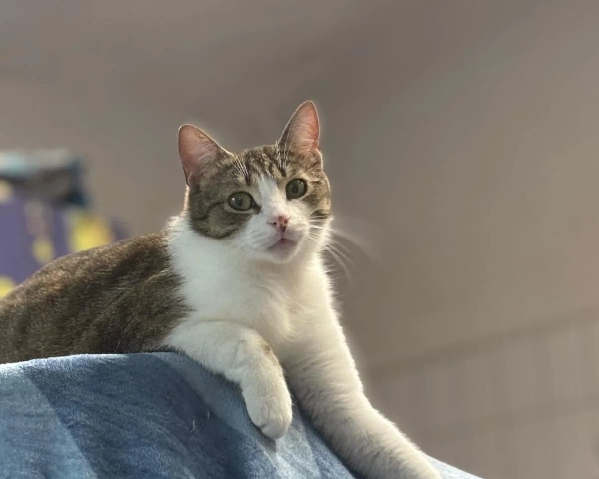 Alvin, male Mixed Breed for adoption at BMT Tierheim Pfullingen, Pfullingen