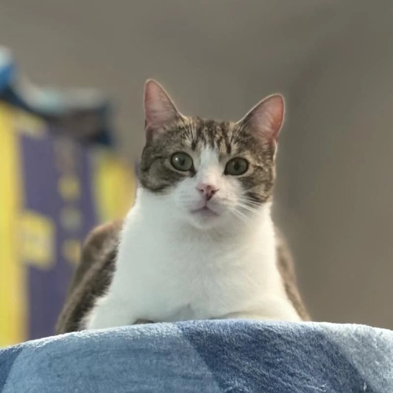 Alvin, male Mixed Breed for adoption at BMT Tierheim Pfullingen, Pfullingen — photo 2 of 2