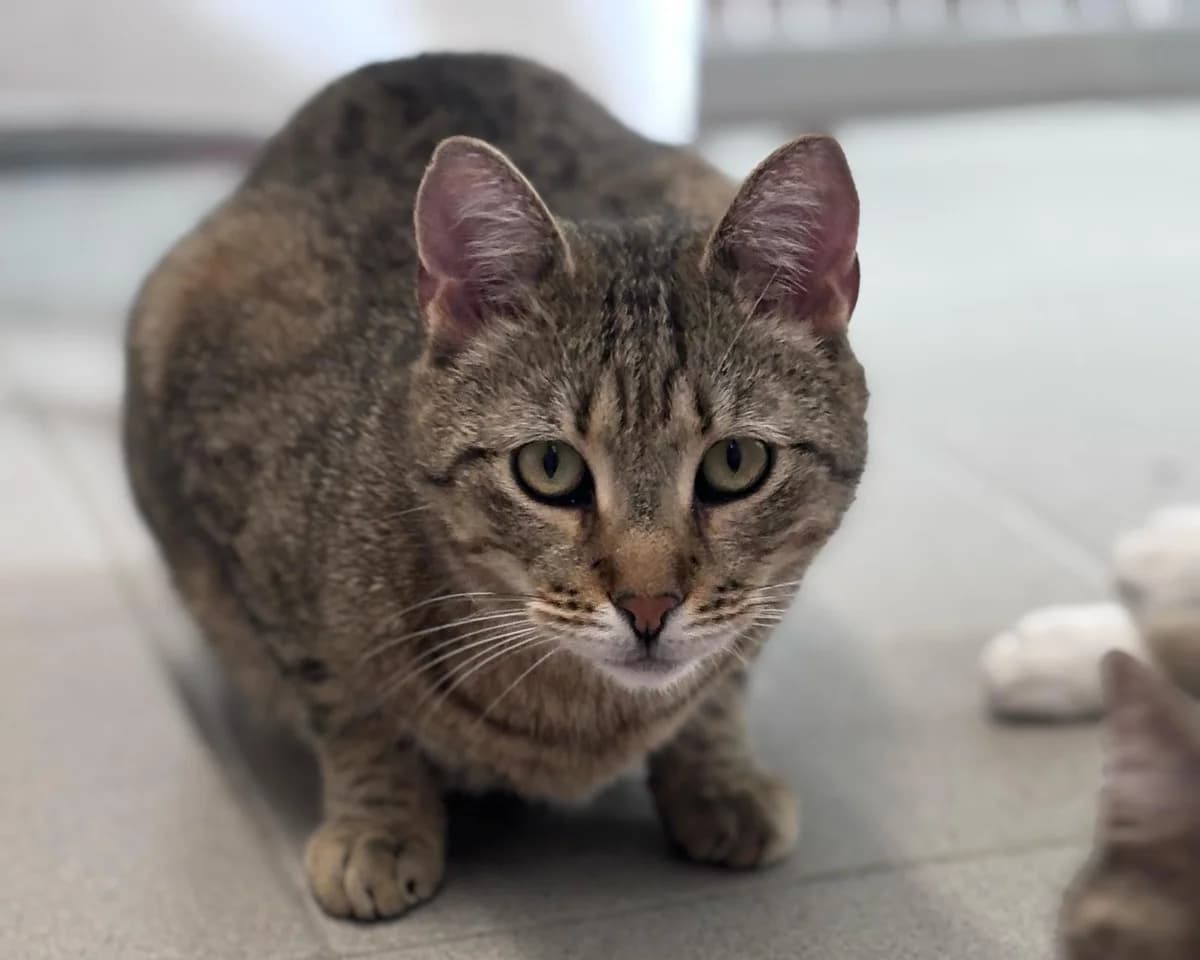 Cato, male Mixed Breed for adoption at BMT Tierheim Pfullingen, Pfullingen