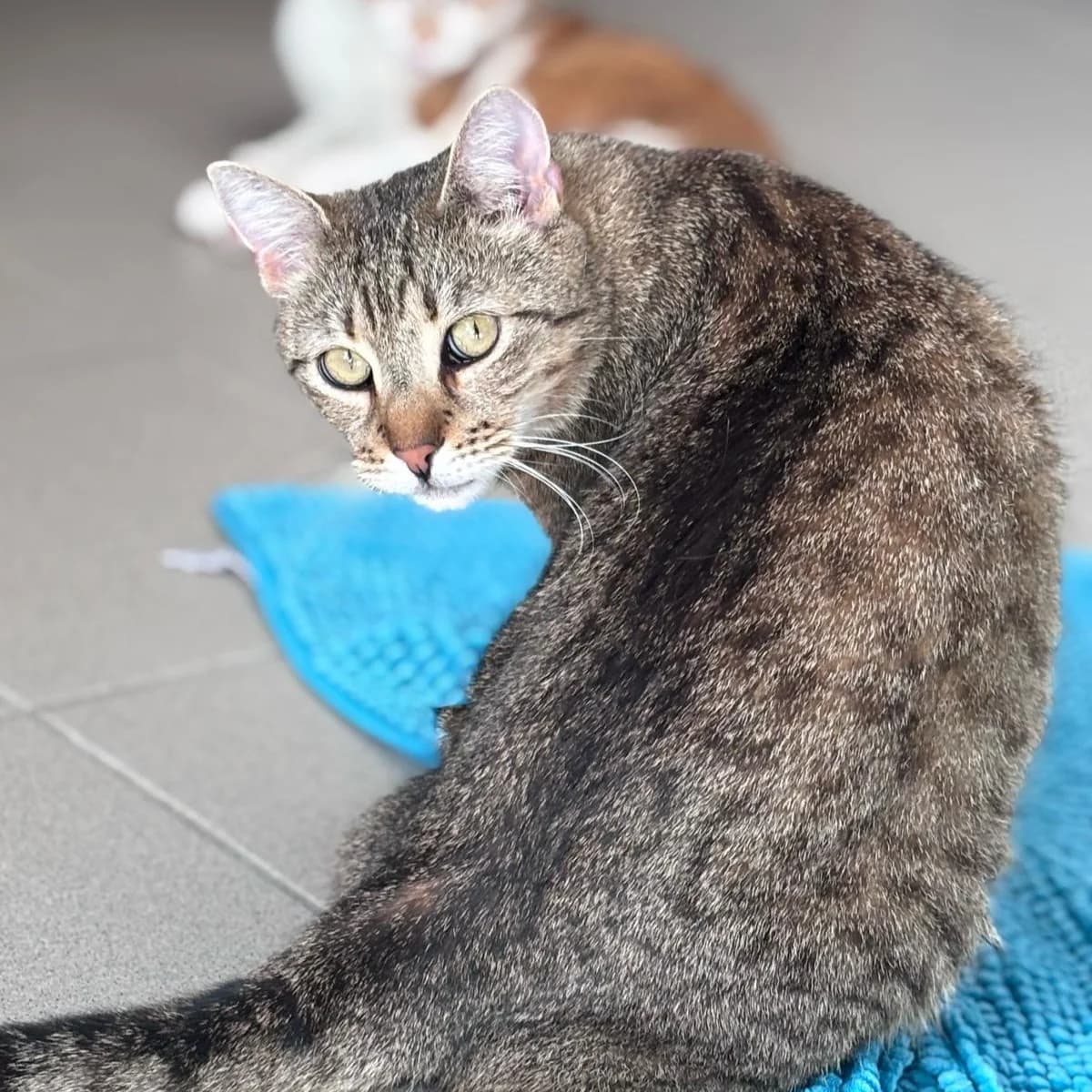 Cato, male Mixed Breed for adoption at BMT Tierheim Pfullingen, Pfullingen — photo 2 of 2