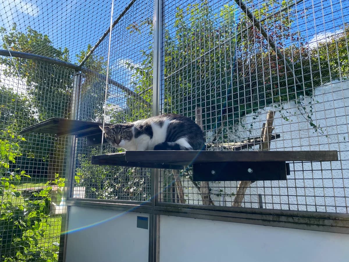 Cody, male 4yo European Shorthair for adoption at BMT Tierheim Pfullingen, Pfullingen