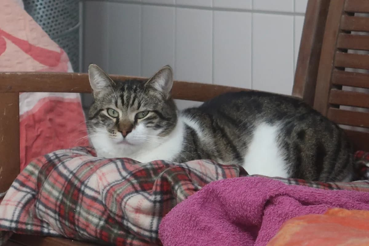 Cody, male European Shorthair for adoption at BMT Tierheim Pfullingen, Pfullingen — photo 2 of 4
