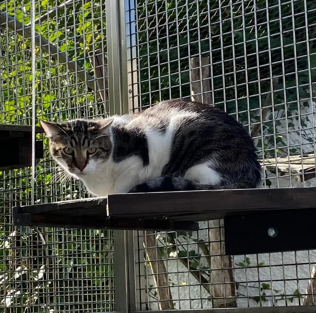 Cody, male European Shorthair for adoption at BMT Tierheim Pfullingen, Pfullingen — photo 3 of 4