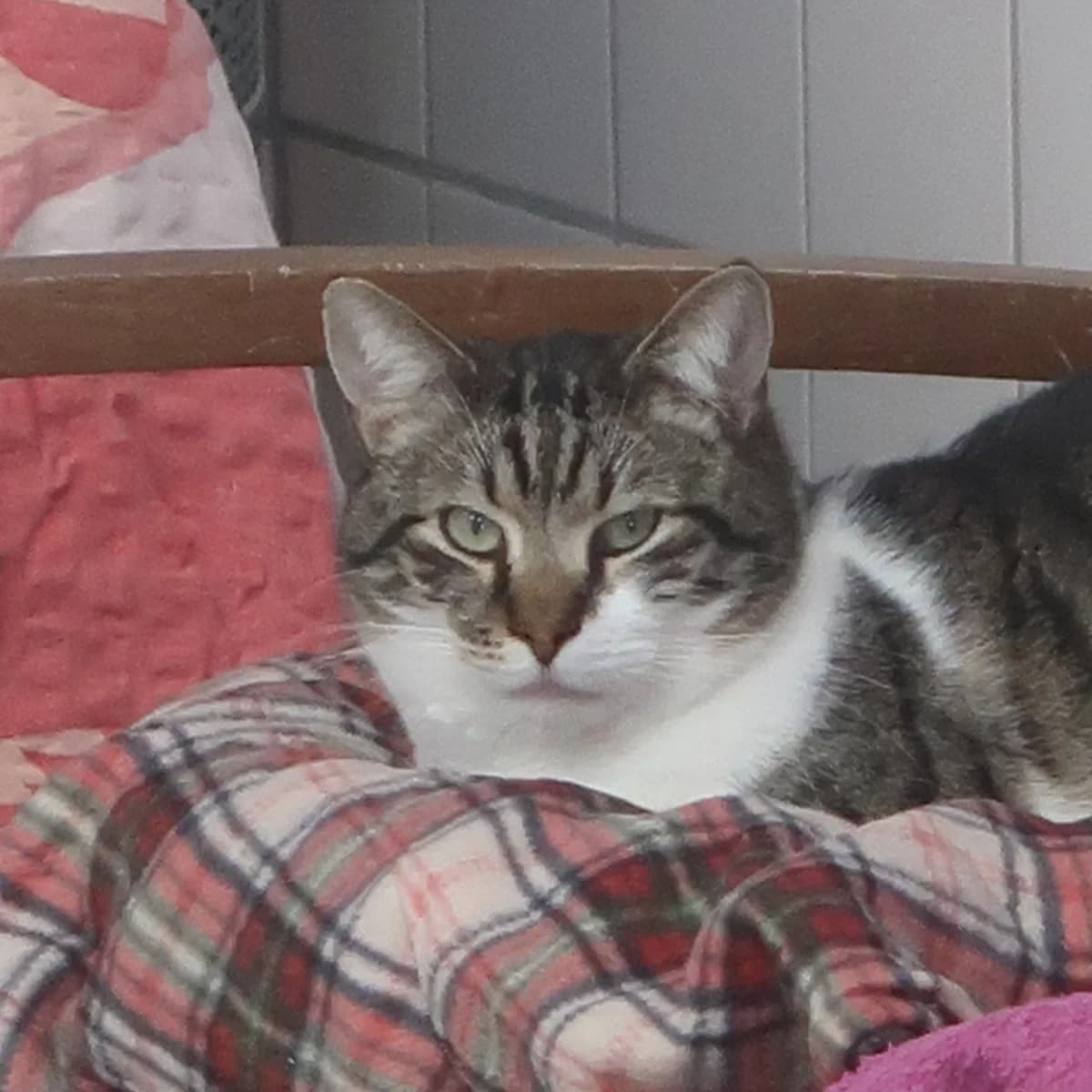 Cody, male European Shorthair for adoption at BMT Tierheim Pfullingen, Pfullingen — photo 4 of 4