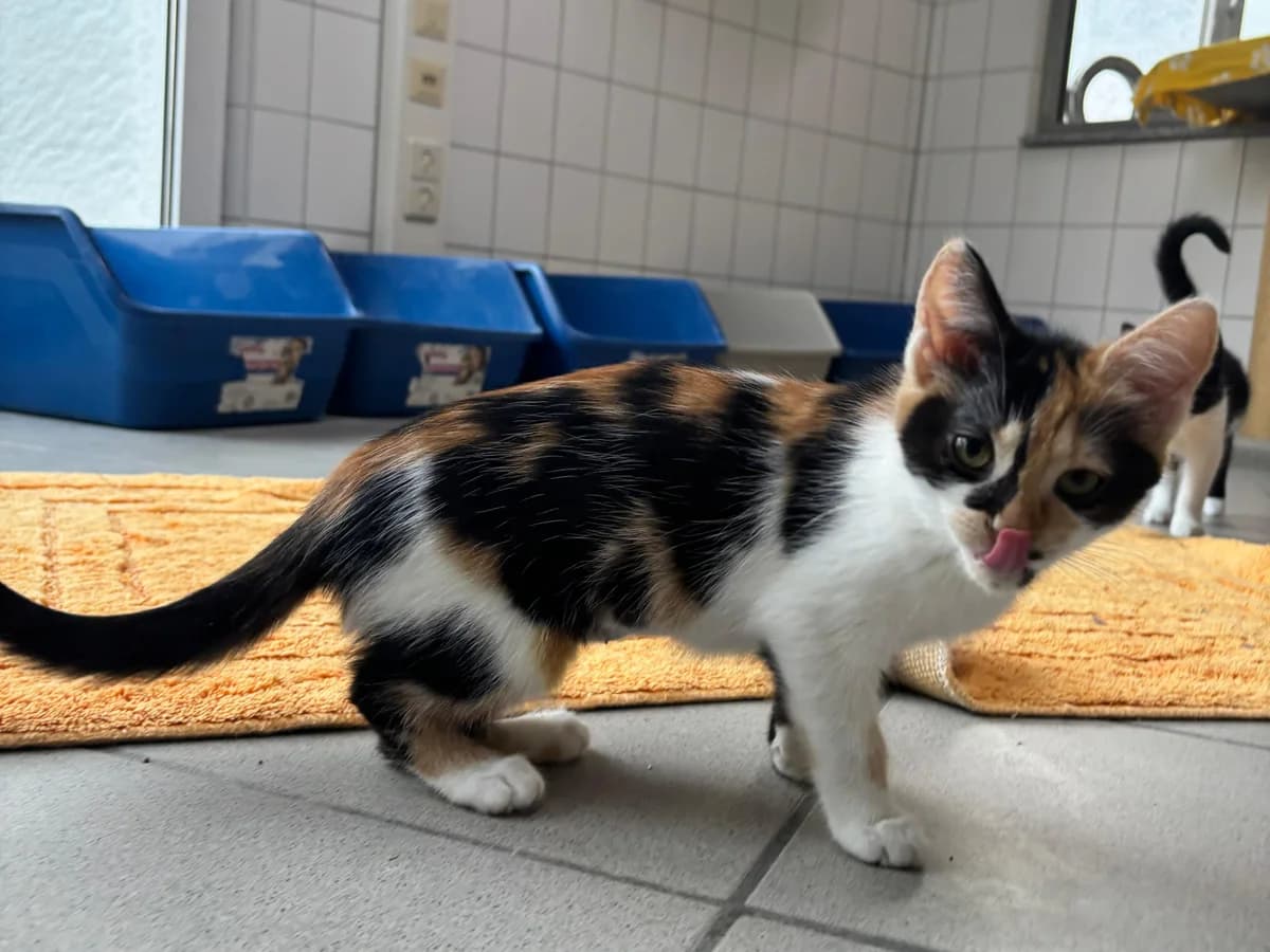 Nadia, female puppy European Shorthair for adoption at BMT Tierheim Pfullingen, Pfullingen