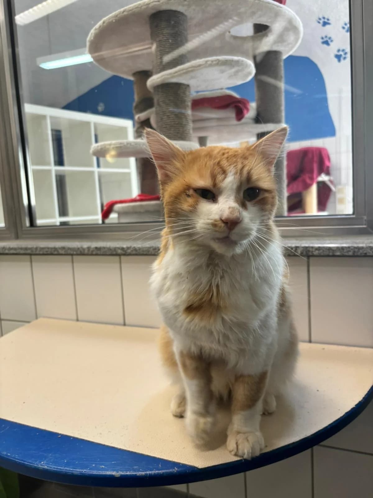 Konrad, male 7yo European Shorthair for adoption at BMT Tierheim Pfullingen, Pfullingen