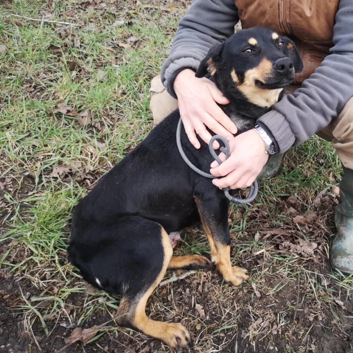 Bee, female puppy Mixed Breed for adoption at BMT Tierheim Pfullingen, Pfullingen
