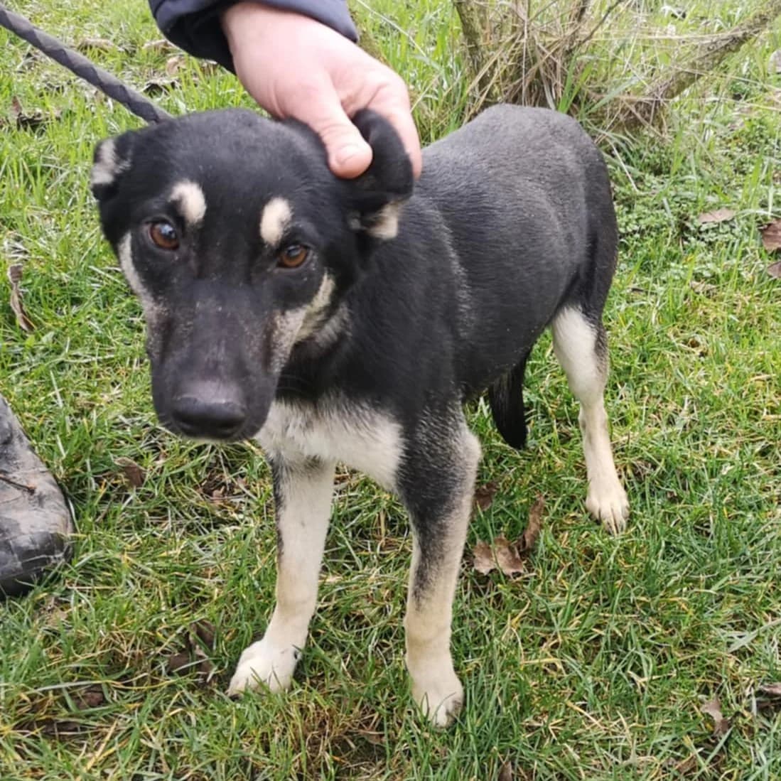 Lessie, female puppy Mixed Breed for adoption at BMT Tierheim Pfullingen, Pfullingen