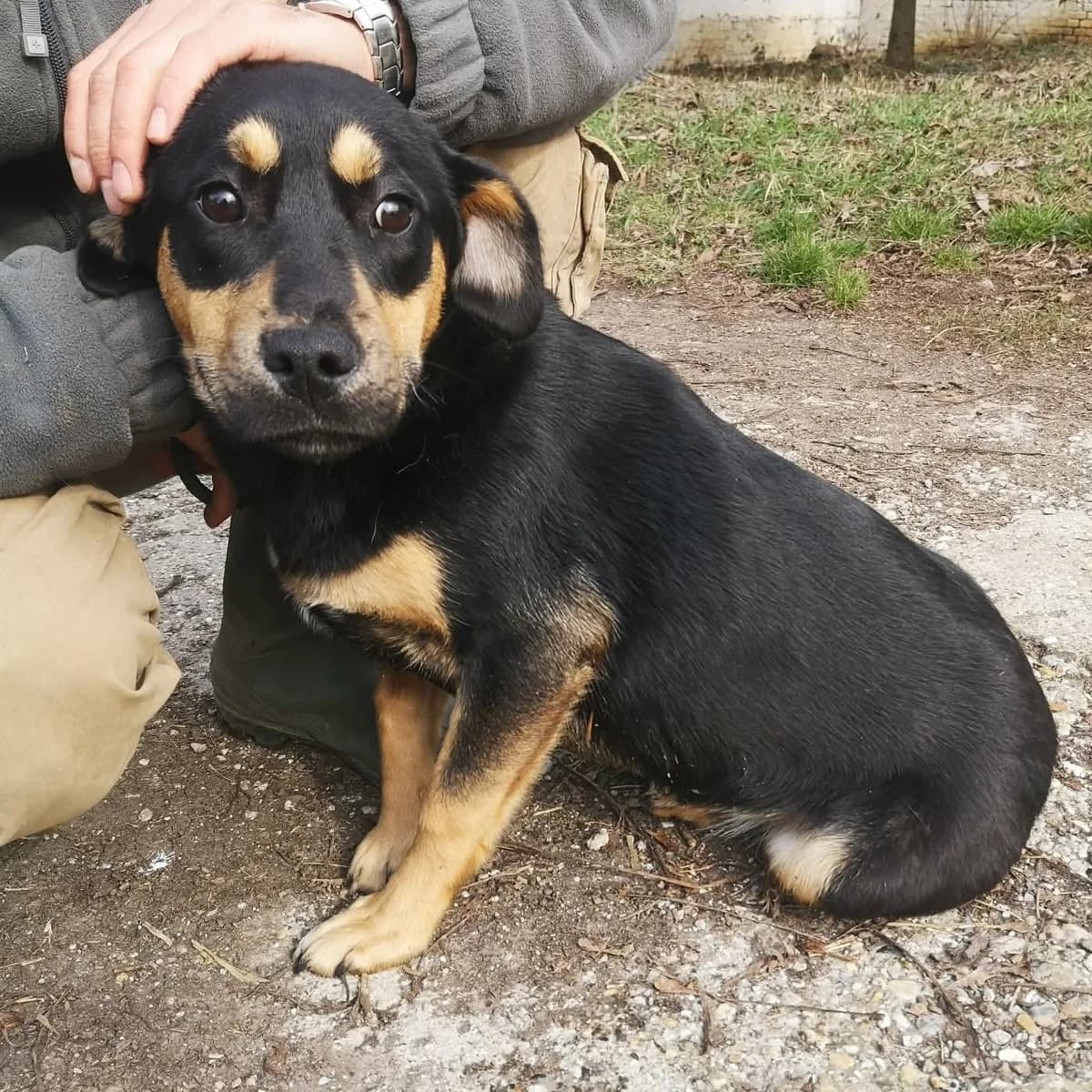 Zora, female puppy Mixed Breed for adoption at BMT Tierheim Pfullingen, Pfullingen