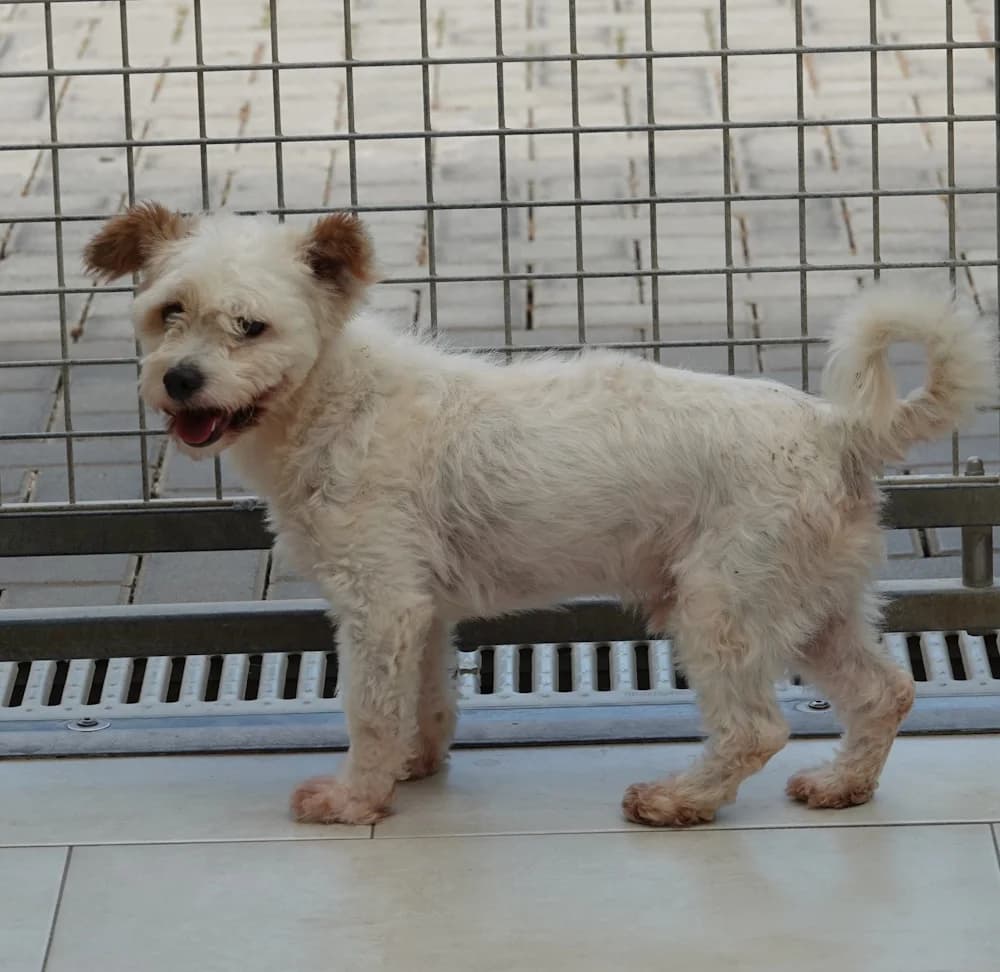 Elvis, Mixed Breed (BMT Tierheim Pfullingen)
